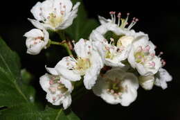 Image of black hawthorn