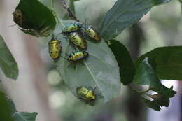 Image of <i>Calliphara nobilis</i>