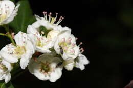 Image of black hawthorn