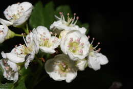 Image of black hawthorn