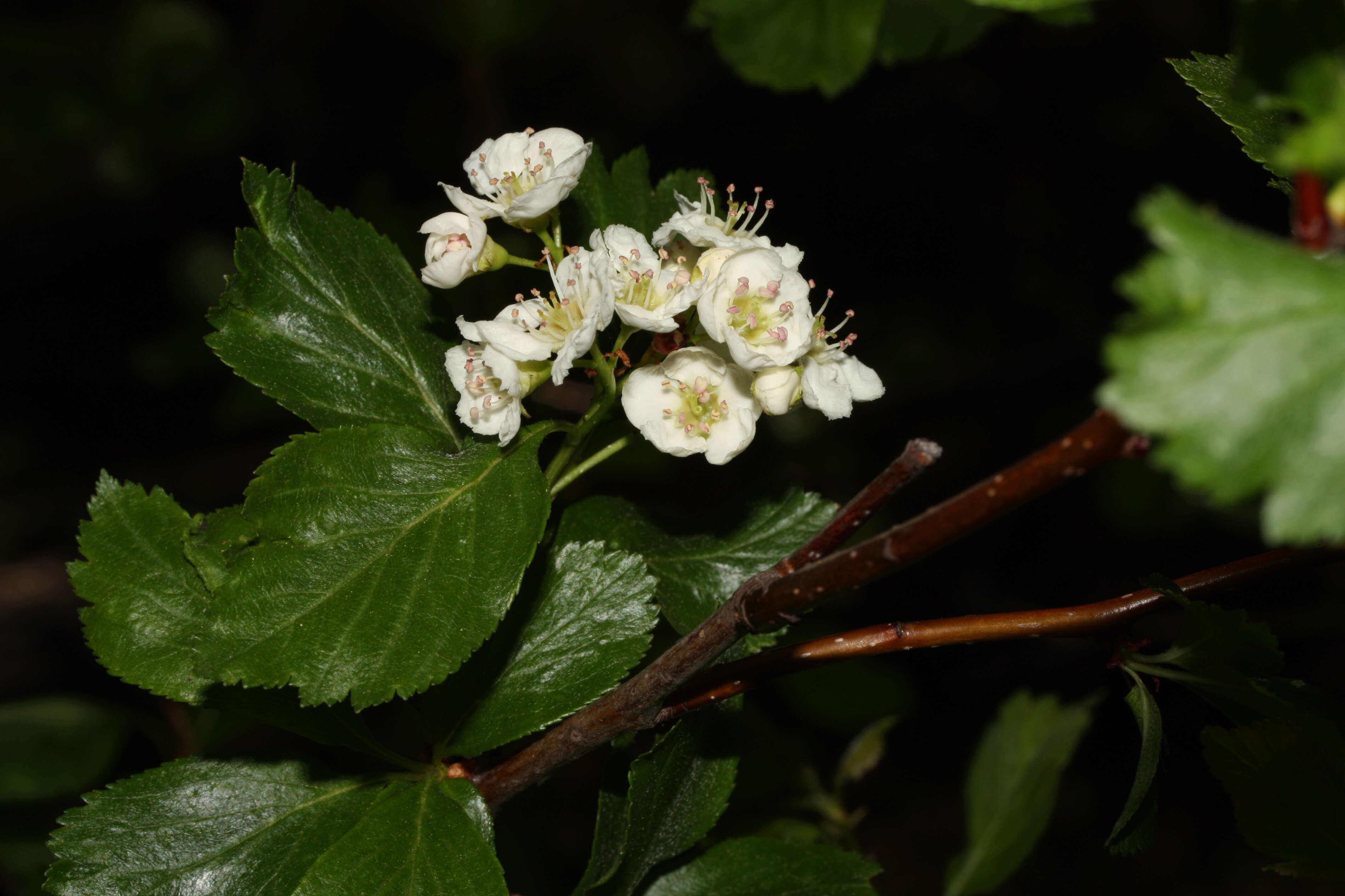 Image of black hawthorn