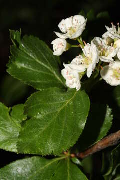 Image of black hawthorn