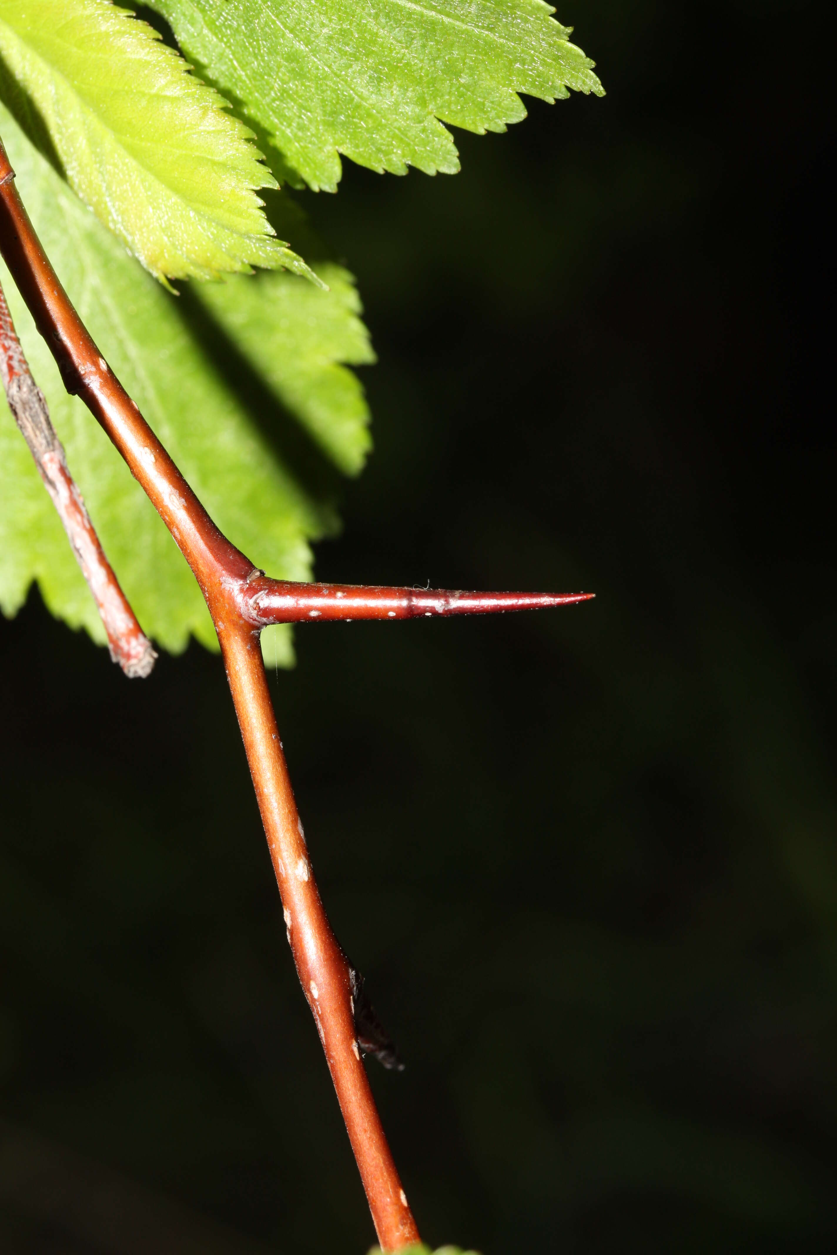 Image of black hawthorn