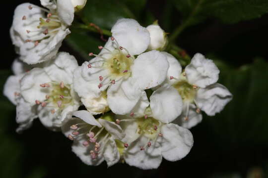 Image of black hawthorn