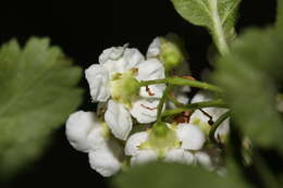 Image of black hawthorn