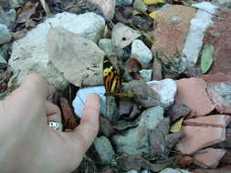 Image of Tithorea harmonia pseudethra Butler 1873