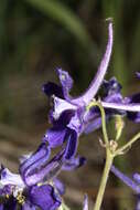 Image of twolobe larkspur