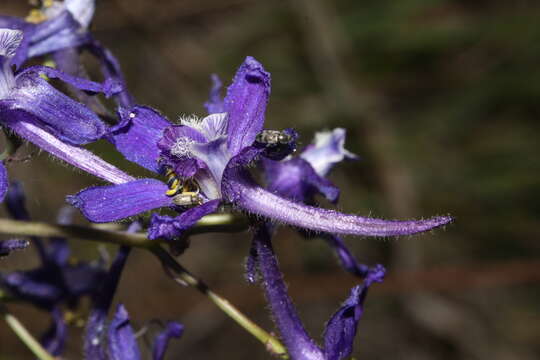 Image of twolobe larkspur