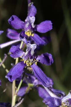 Image of twolobe larkspur