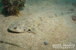 Image of Brushtooth lizardfish