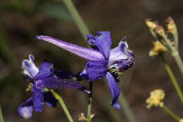 Image of twolobe larkspur