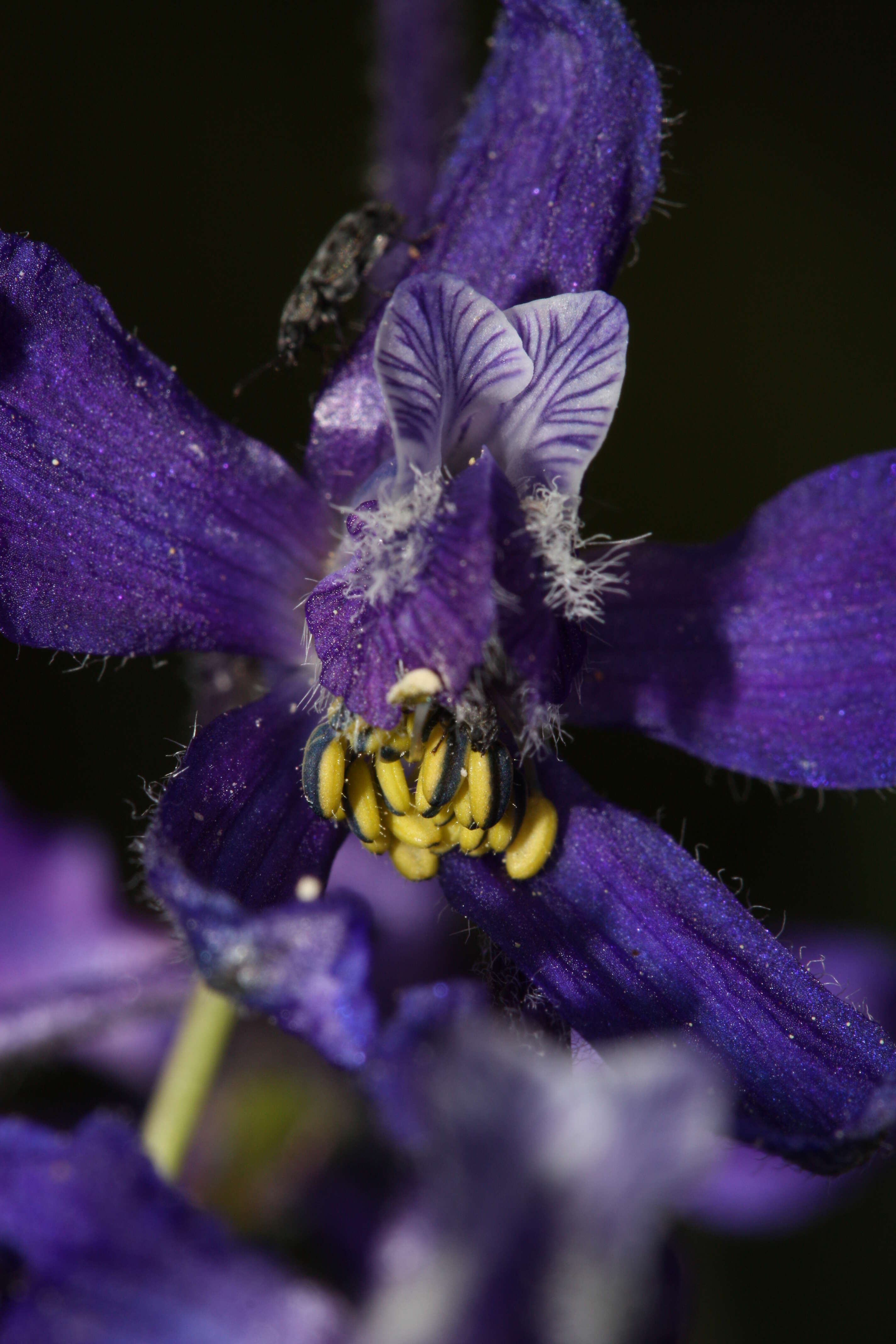 Image of twolobe larkspur