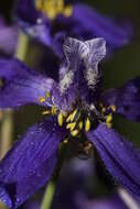 Image of twolobe larkspur