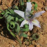 Image of Babiana torta G. J. Lewis