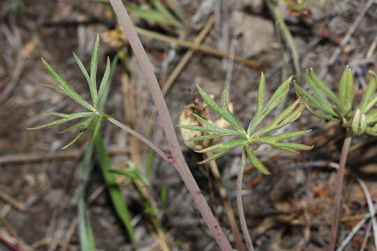 Image of twolobe larkspur