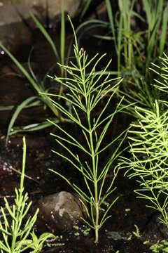 Image of field horsetail