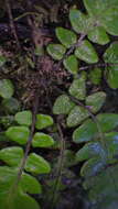 Image of Goniopteris domingensis (Spreng.) Pic. Serm.