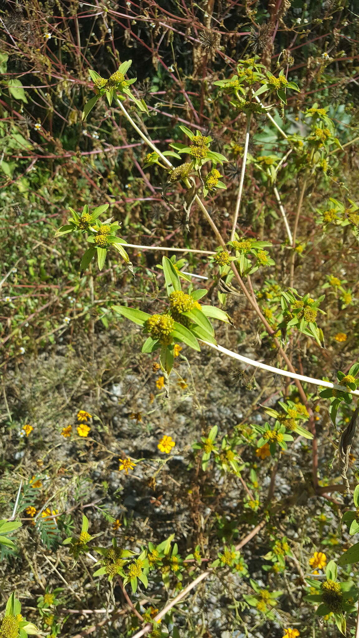 Image of clustered yellowtops