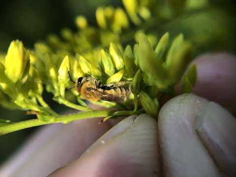 Image of Colletes solidaginis Swenk 1906