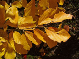 Imagem de Hamamelis virginiana L.