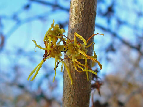 Imagem de Hamamelis virginiana L.