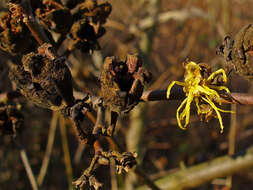 Image of American witchhazel