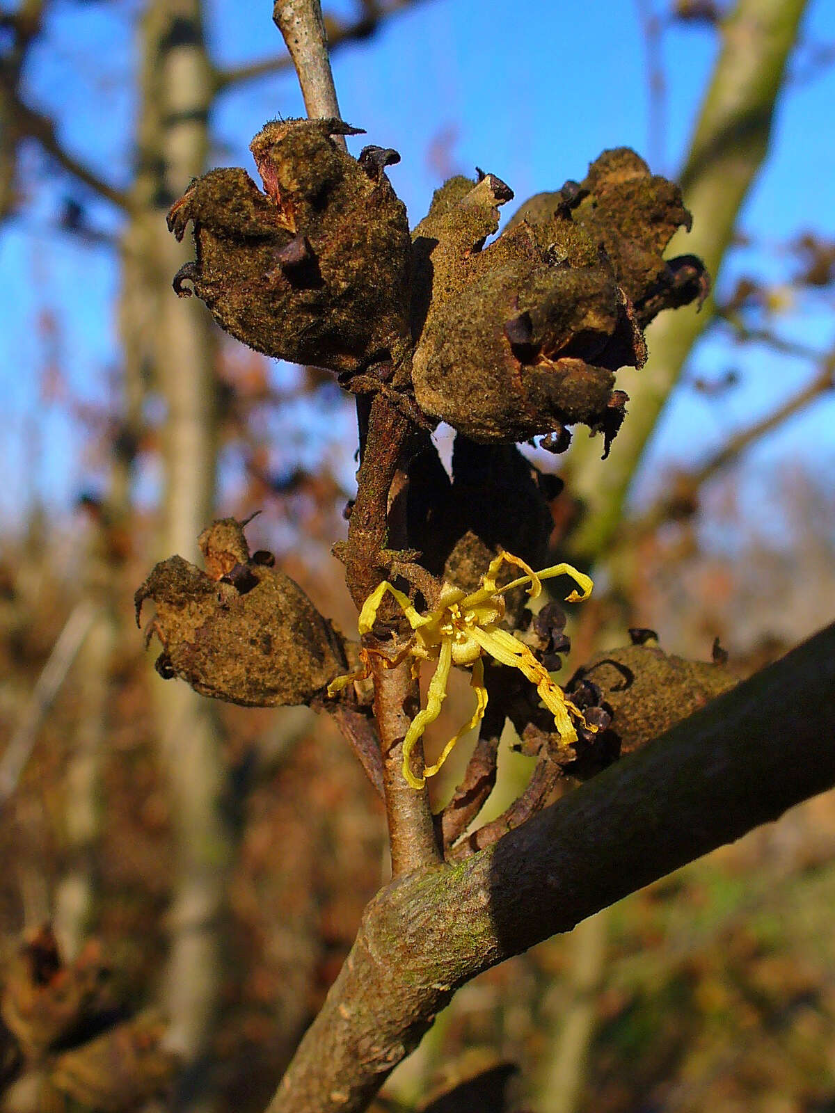 Image of American witchhazel