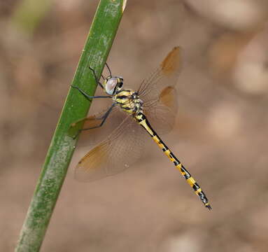 Image of Yellow-spotted Emerald