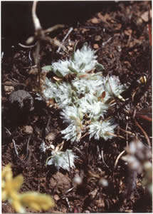 Image of Ahart's nailwort