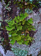 Image of Lungwort