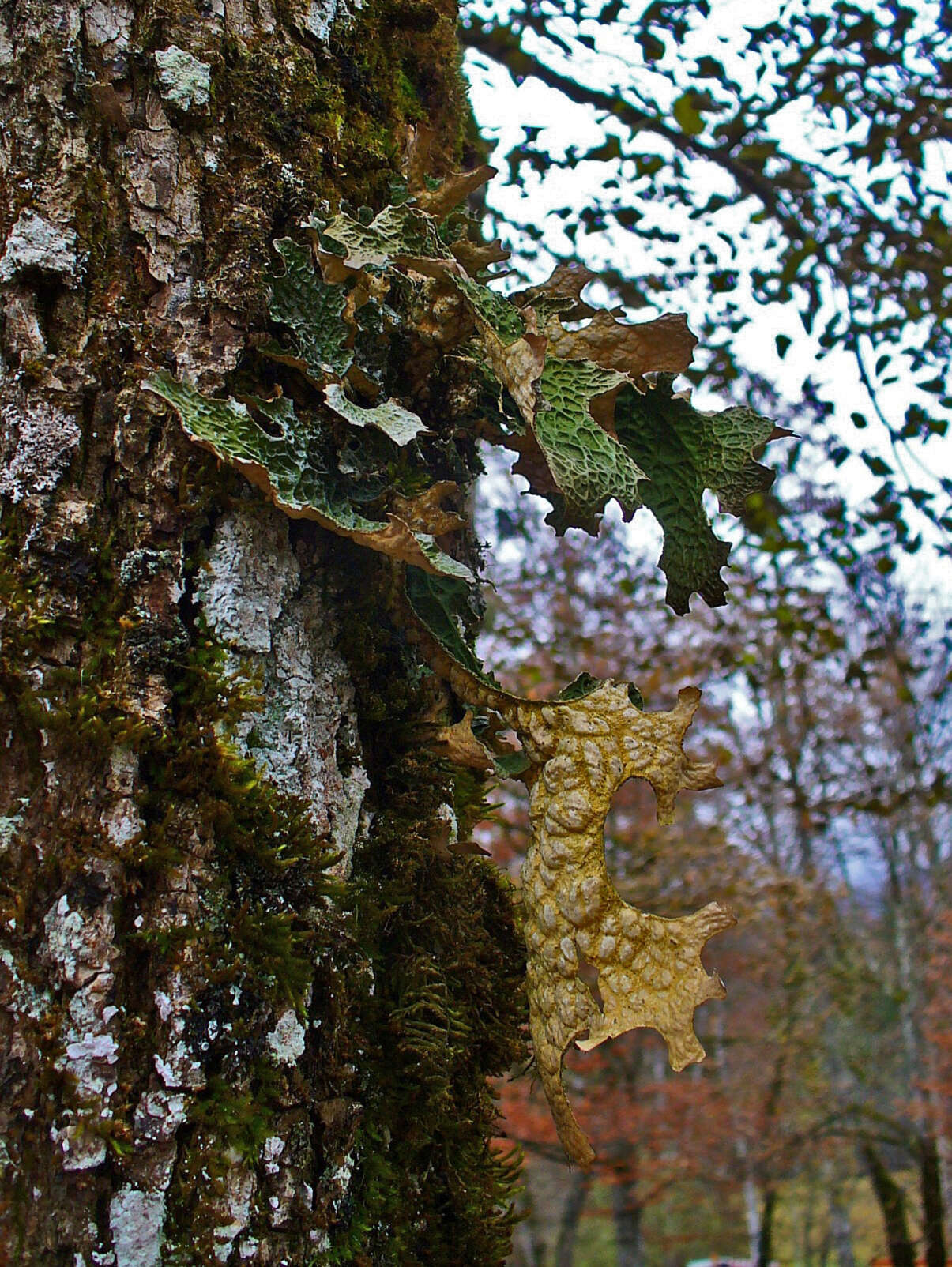 Image of Lungwort