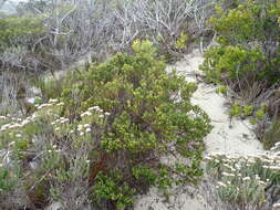 Image of Diosma subulata Wendl.