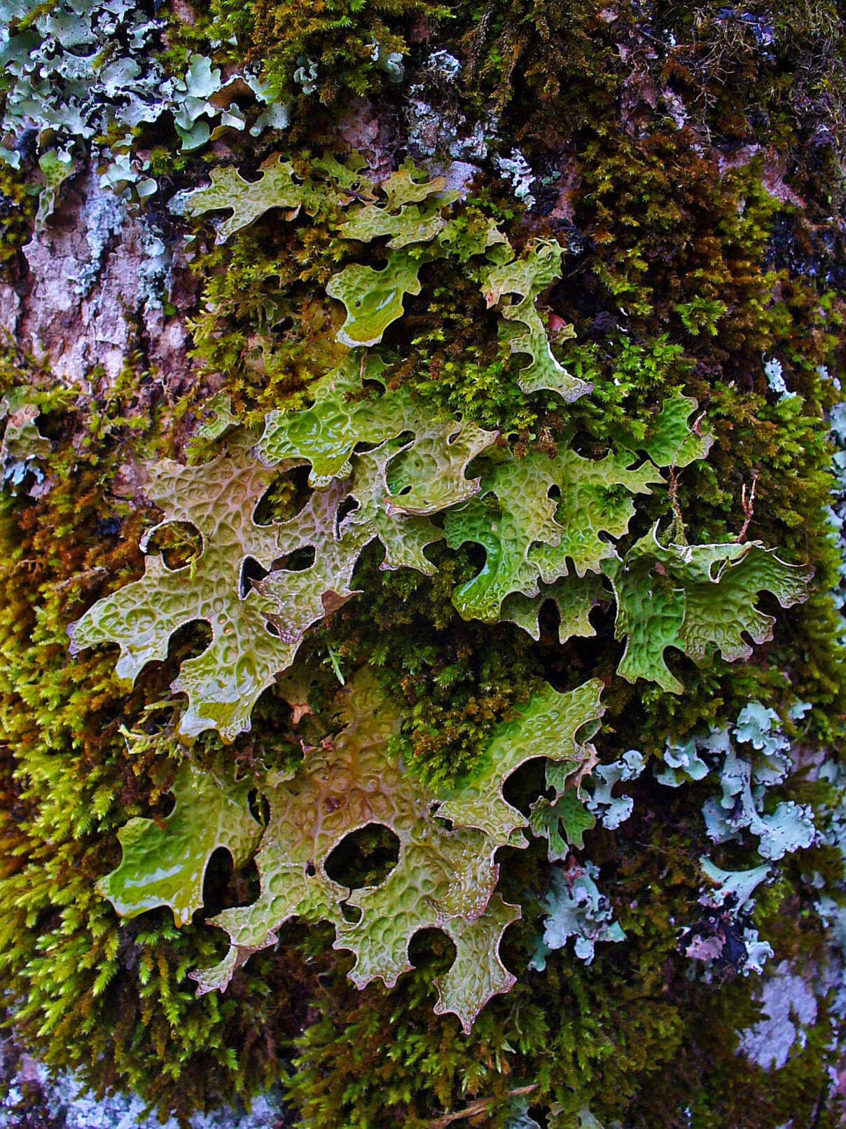 Image of Lungwort