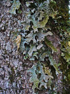 Image of Lungwort