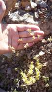 Image of willowleaf frostweed