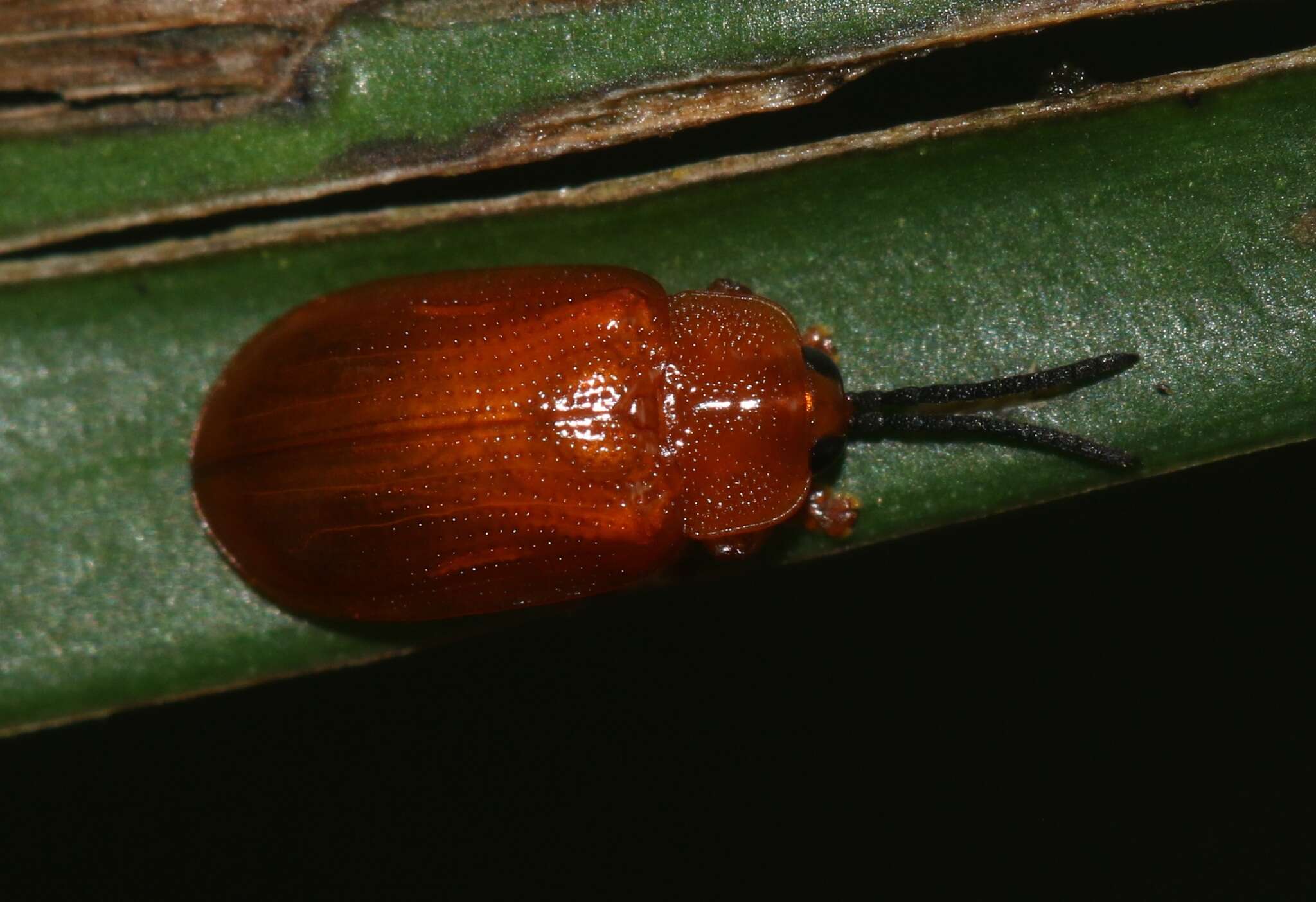 Image of Callispa nigricornis Baly 1858