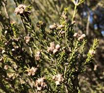 Imagem de Melaleuca brevifolia Turcz.