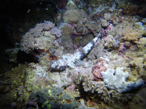 Image of Gracile lizardfish