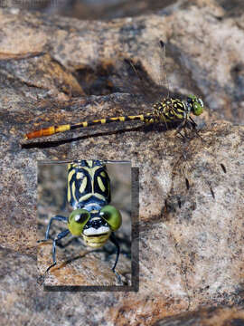 Image of Austroepigomphus turneri (Martin 1901)