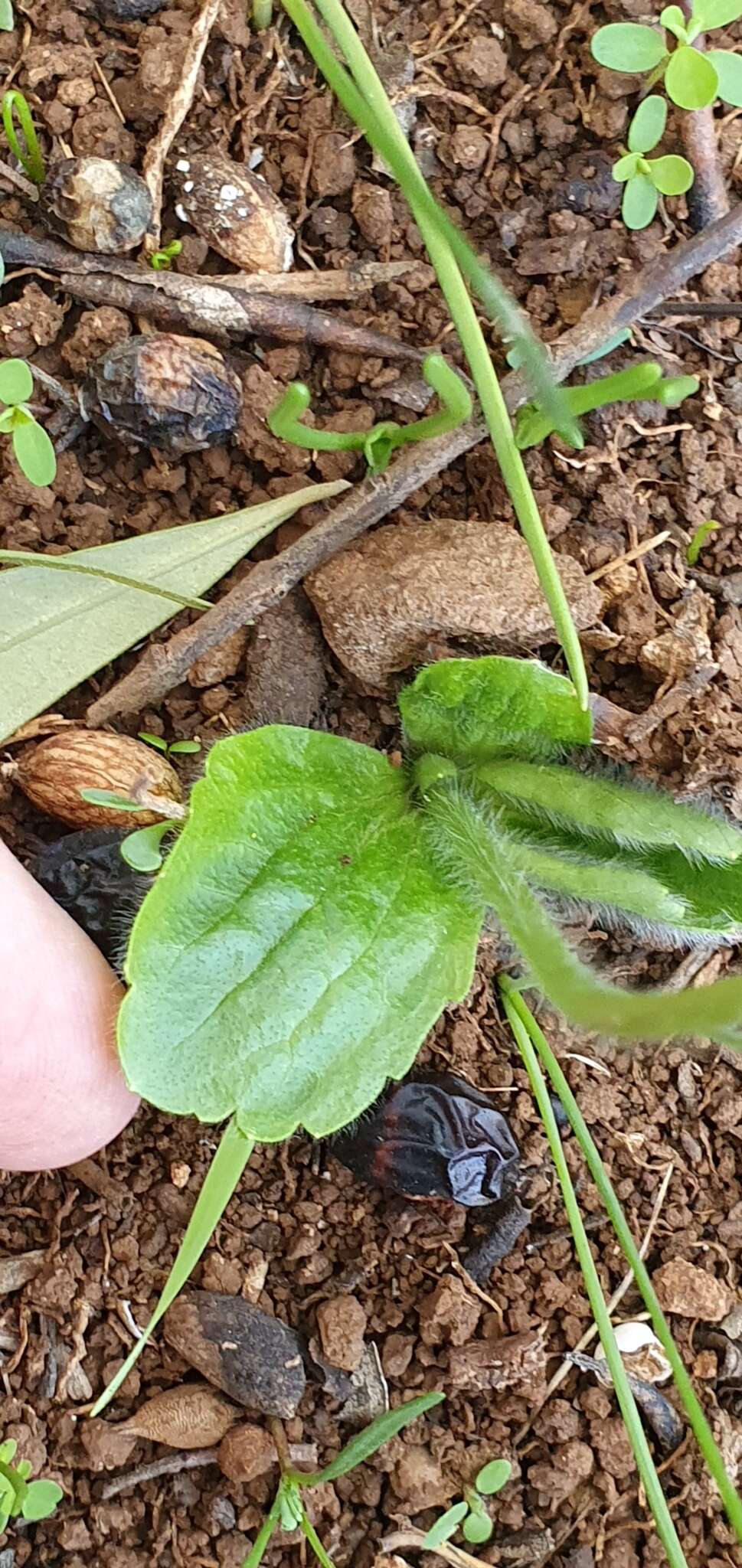 Imagem de Ranunculus bullatus subsp. bullatus