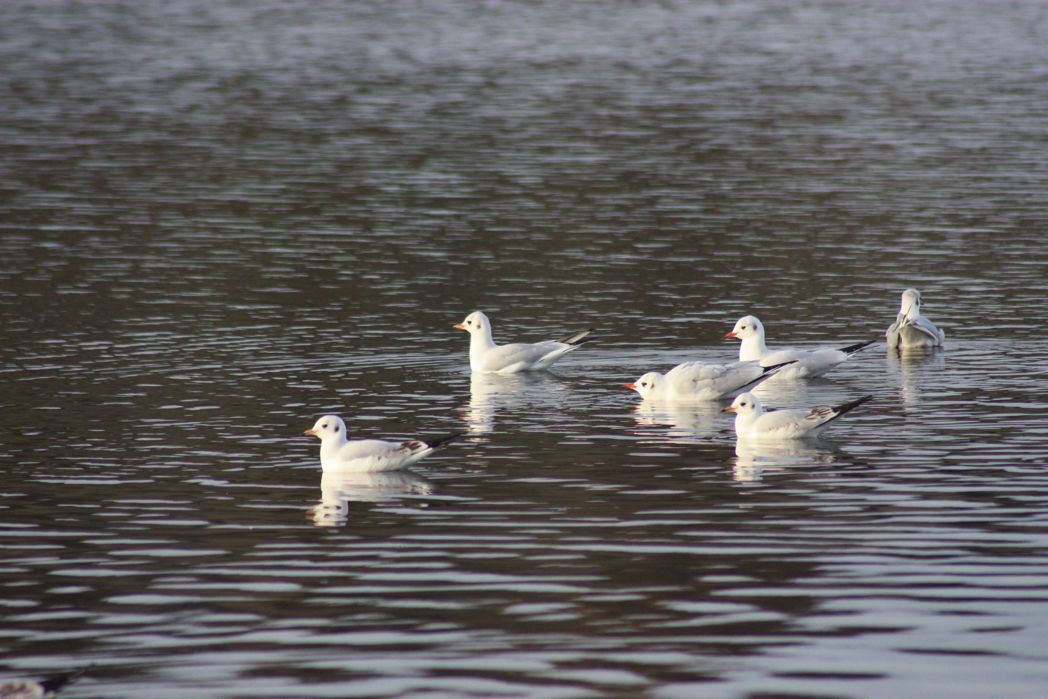 Image of Black-headed Gull