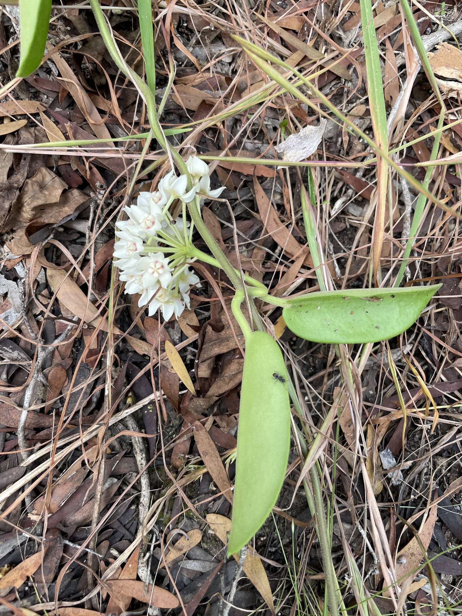 Image of Wax flower