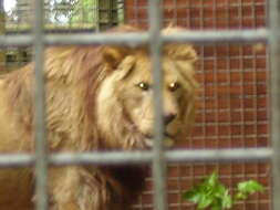 Image of Panthera leo nubica