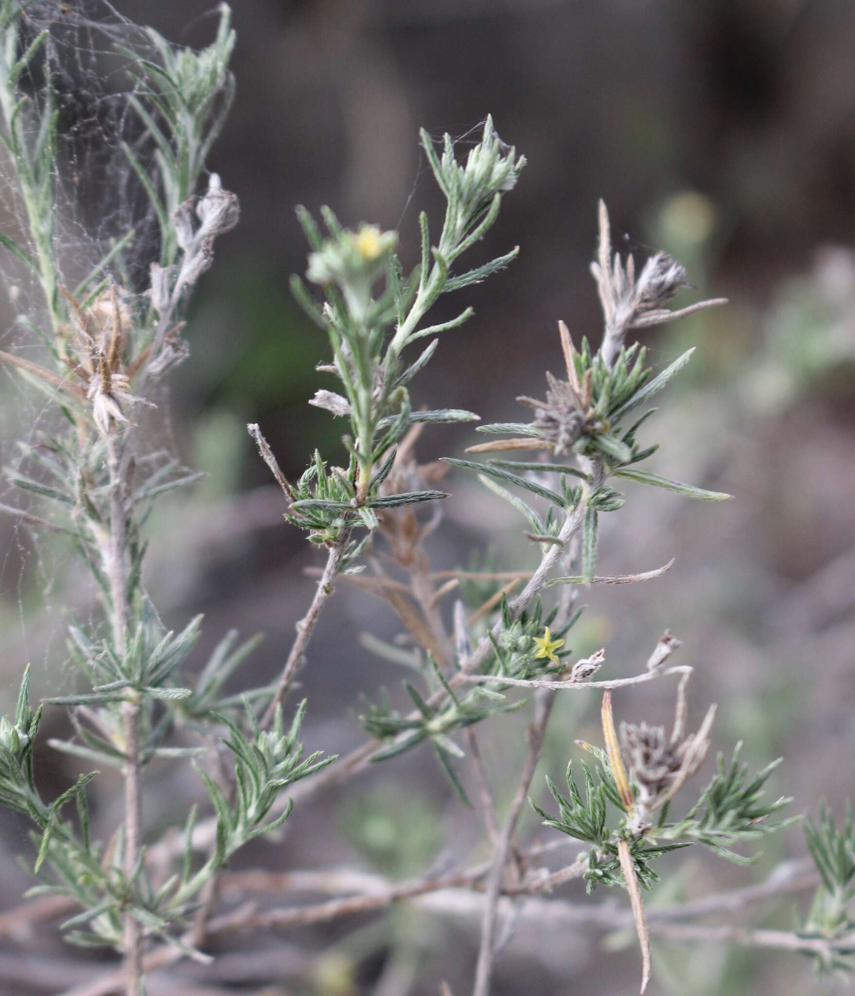 Image of slimleaf heliotrope