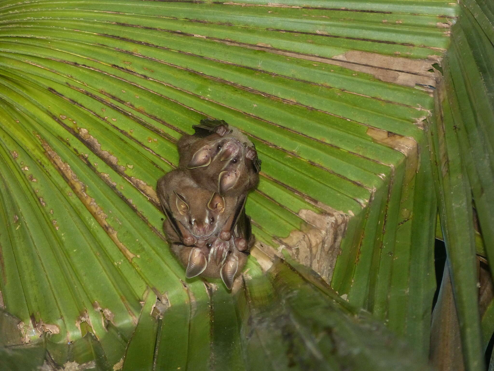 Image of pygmy fruit-eating bat