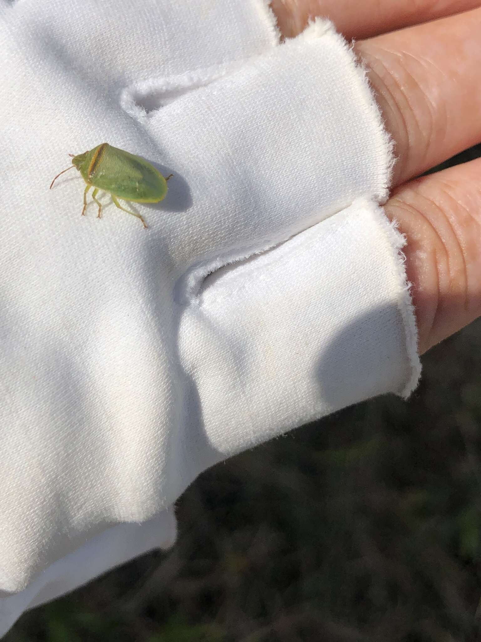 Image of Red-banded Stink Bug