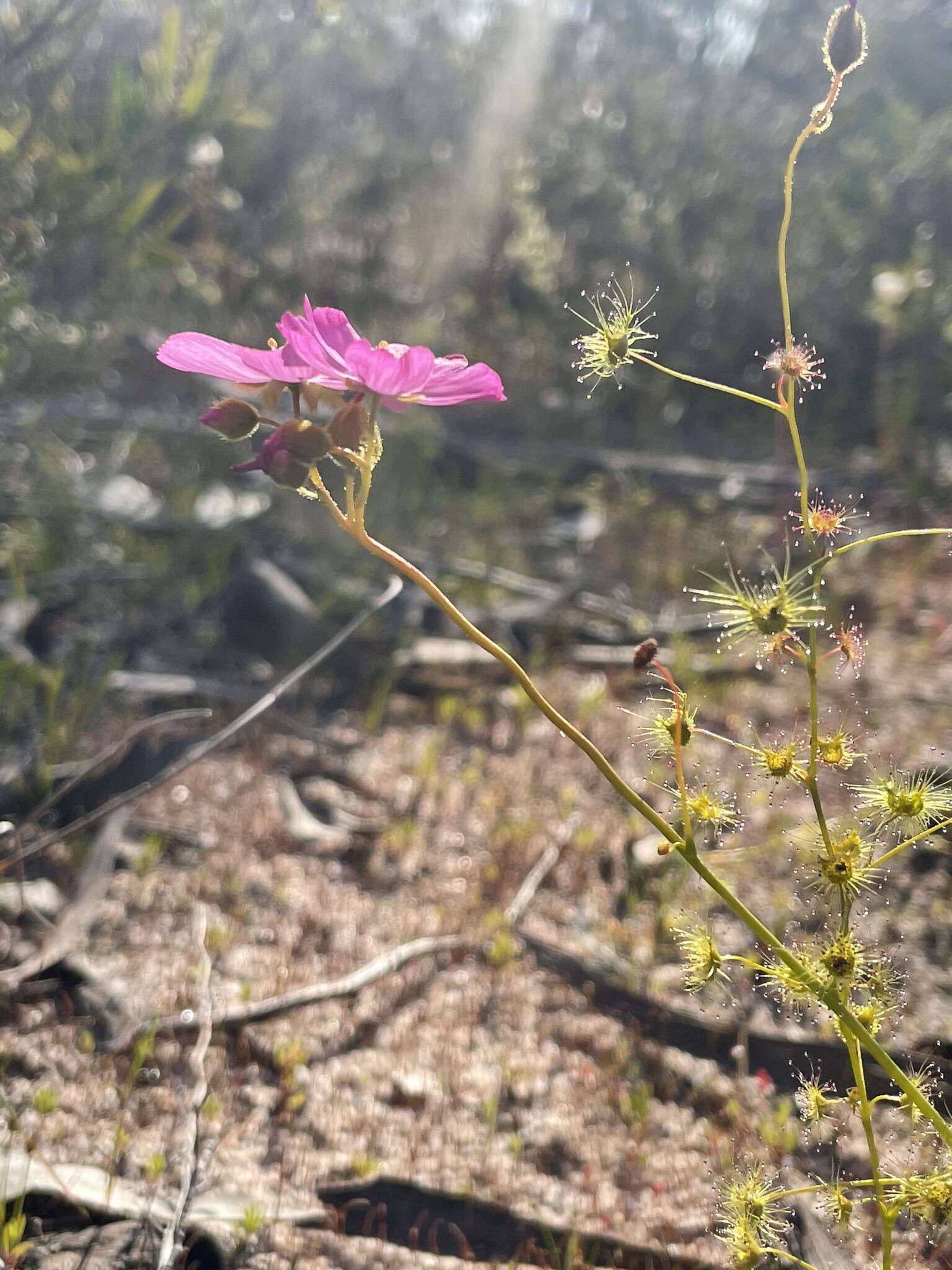 Image of Drosera neesii Lehm.