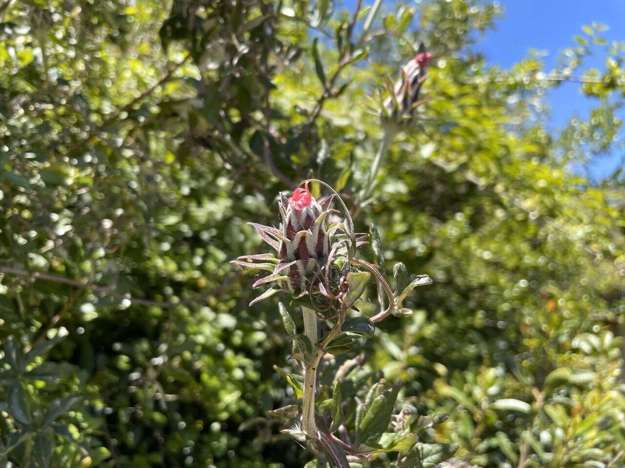 Image of Mutisia coccinea A. St. Hil.