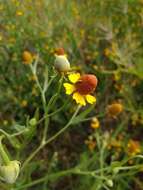 Image of longdisk sneezeweed