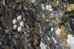 Imagem de Oenanthe lachenalii C. C. Gmelin